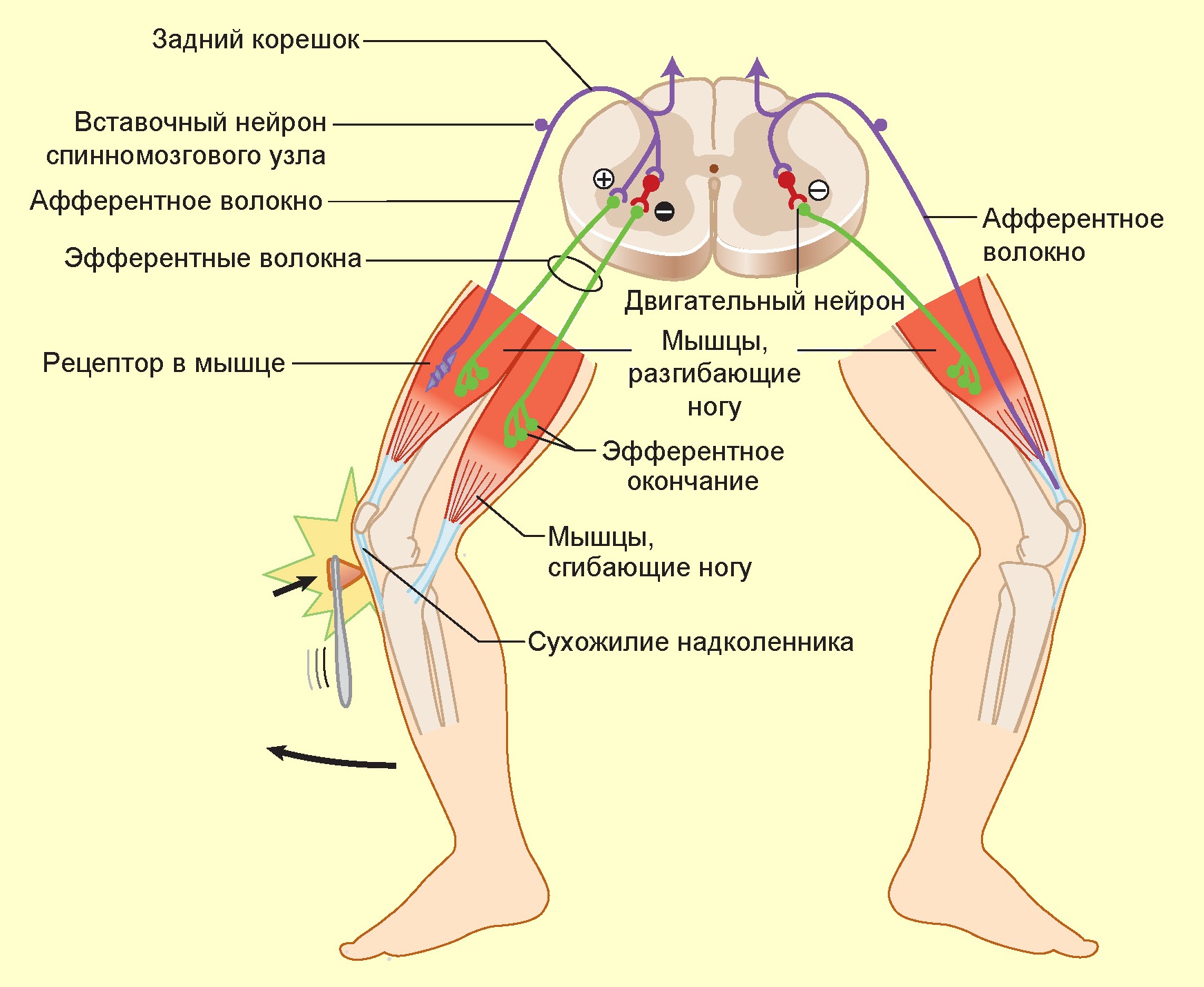 ЭМБРИОГЕНЕЗ И ГИСТОСТРУКТУРА МЫШЕЧНЫХ ТКАНЕЙ